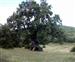 arbol de las Tres Patas de Mendaza. Encina Monumento Natural