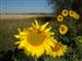 Girasoles en flor