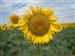 GIRASOLES EN EL CORTIJO DE LA MUDA