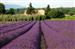 Lavanda en flor 